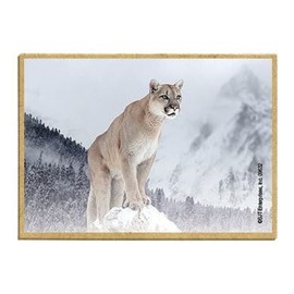Wildlife Photography Magnet Series – Mountain Lion Rustic Nature Photography Magnets for Fridge, Office, Cooler, Cabin Decor 2.5 x 3.5 inch (SJT09632)
