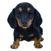 Vivid Arts - Pet Pals Black/Brown Dachshund Puppy Home or