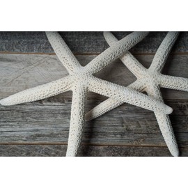 Starfish Decor - Star Fish for Craft - 2pk 4-5" White Real Sea Stars - Beach Wedding Decor - Coastal Party Decorations - Seashell Decor - Shells for Crafts - Nautical Décor