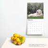Great Pyrenees | 2025 12 x 24 Inch Monthly Square