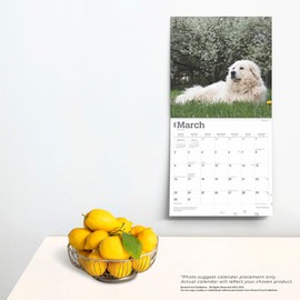 Great Pyrenees | 2025 12 x 24 Inch Monthly Square Wall Calendar | BrownTrout | Animals Dog Breeds