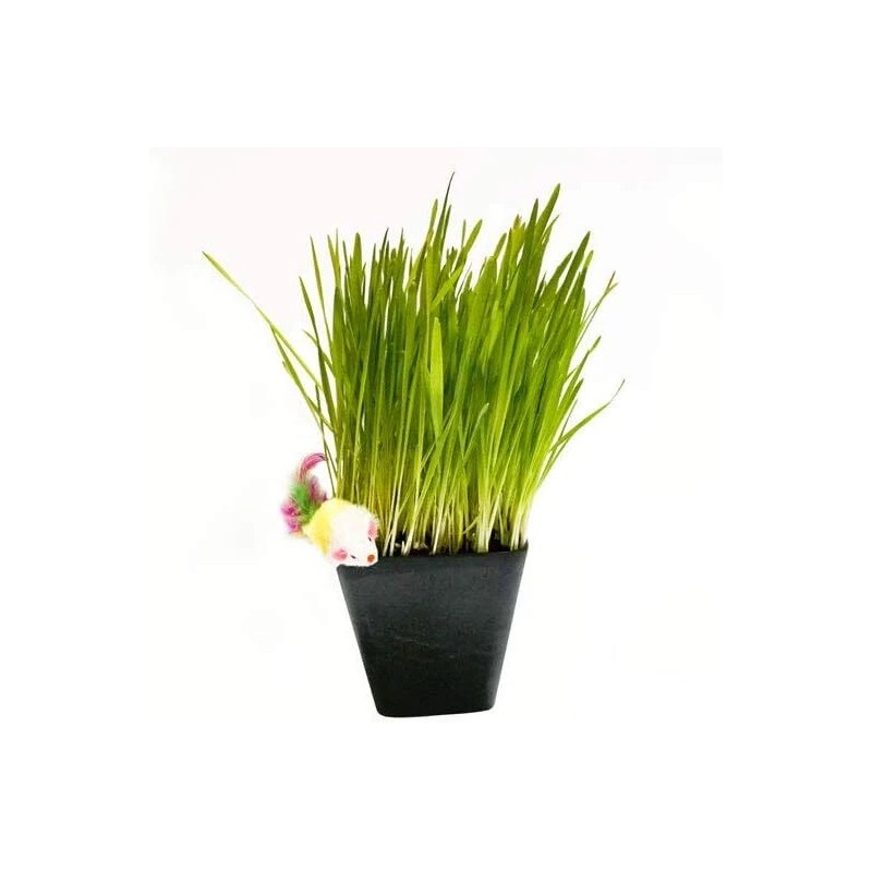 Thunder Acres Certified Organic Lawn And Patio Seed 1 Pound