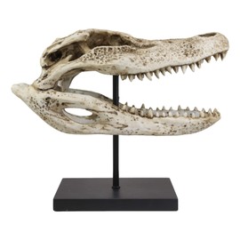 Ebros Faux Taxidermy Replica Alligator Fossil Skull Baring Jaws and Teeth Statue On Museum Gallery Pole Mount and Brass Name Plate 14.5" Long Gator Crocodile Skeleton Fossils Decor Figurine Model