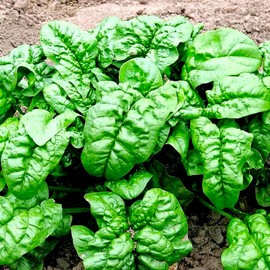 Large Leaved Spinach Matador 100+ Non-GMO Seeds for Planting