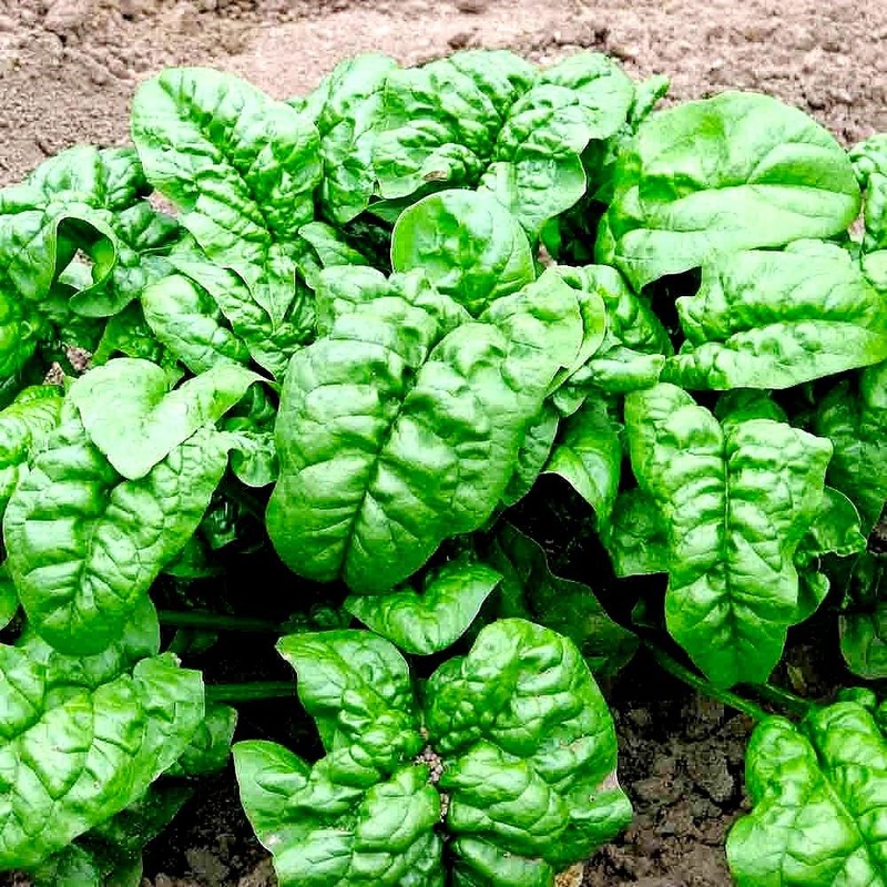 Large Leaved Spinach Matador 100+ Non-GMO Seeds for Planting