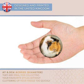 Destination Vinyl ltd Magnet for Refrigerator, Fridge - Cute Fluffy Guinea Pig Animals Pets for Office, Cabinet and Whiteboard, Magnetic Stickers, 8477