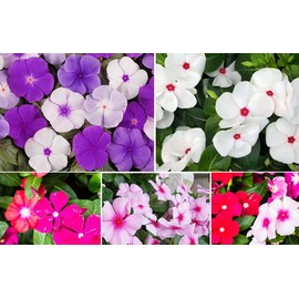 Mixed Rosea Vinca Periwinkle Seeds Dwarf Flower Balcony Perennail Garden Ground Cover 150pcs Bright Eye Periwinkle