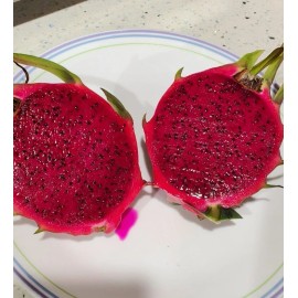 Cactus Robles Red Dragon Fruit (Pitaya)- 2 Cuttings 8-10 Inch