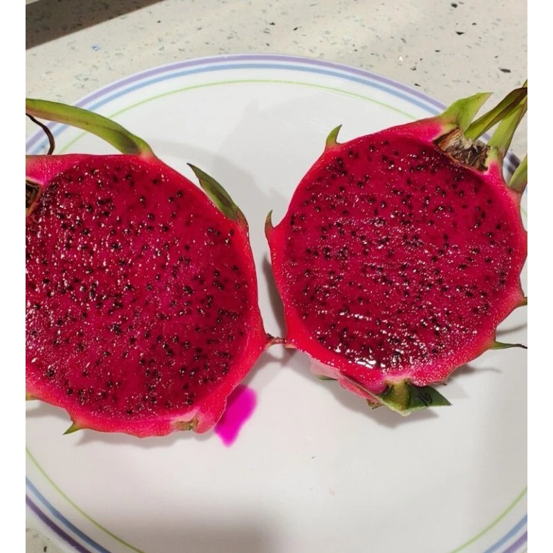 Cactus Robles Red Dragon Fruit (Pitaya)- 2 Cuttings 8-10 Inch