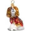 Blenheim Cavalier King Charles Spaniel in Ugly Christmas Sweater Polish