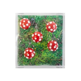 Kraftheld Set of 5 Decorative Magnets Mushroom Mushroom Magnets Colourful Fridge Magnets in the Shape of Plants, Forest Magnetic Decoration as a Gift