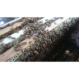 Nissin Honey Pure Argentina & Canada Honey 25.4 oz (720 g) x 12 Bottles (Case)