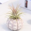 Xuniu Air Plants Sea Urchin Tabletop Tillandsia Holder Miniature Gardening