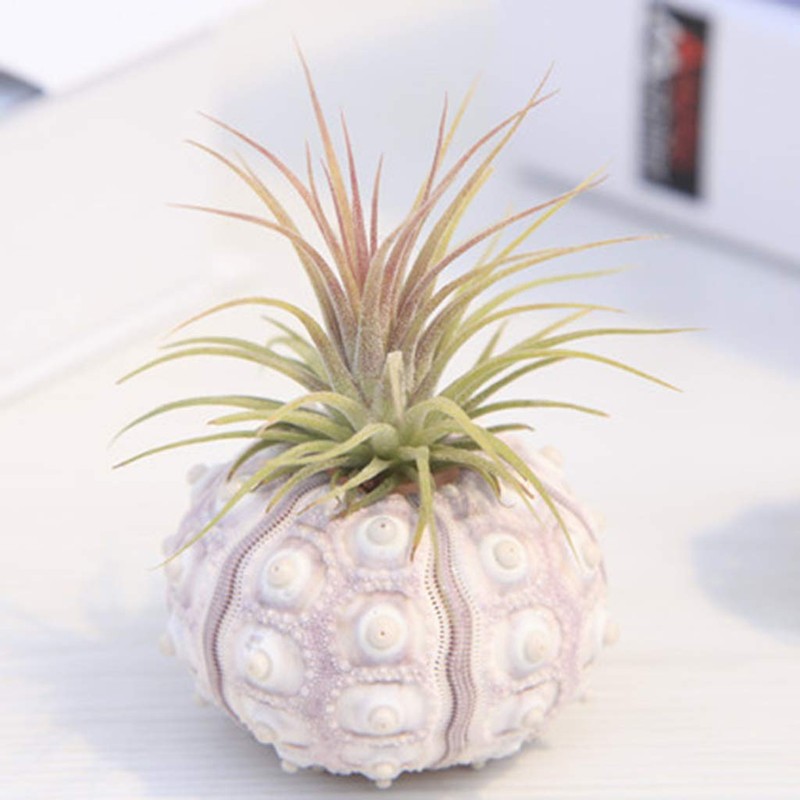 Xuniu Air Plants Sea Urchin Tabletop Tillandsia Holder Miniature Gardening