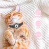 Cat Tracker Collar Waterproof - Cat Collar Breakaway - Smart