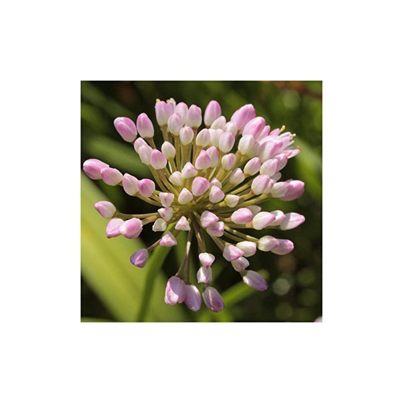 Everwilde Farms - 1 Oz Prairie Onion Native Wildflower Seeds