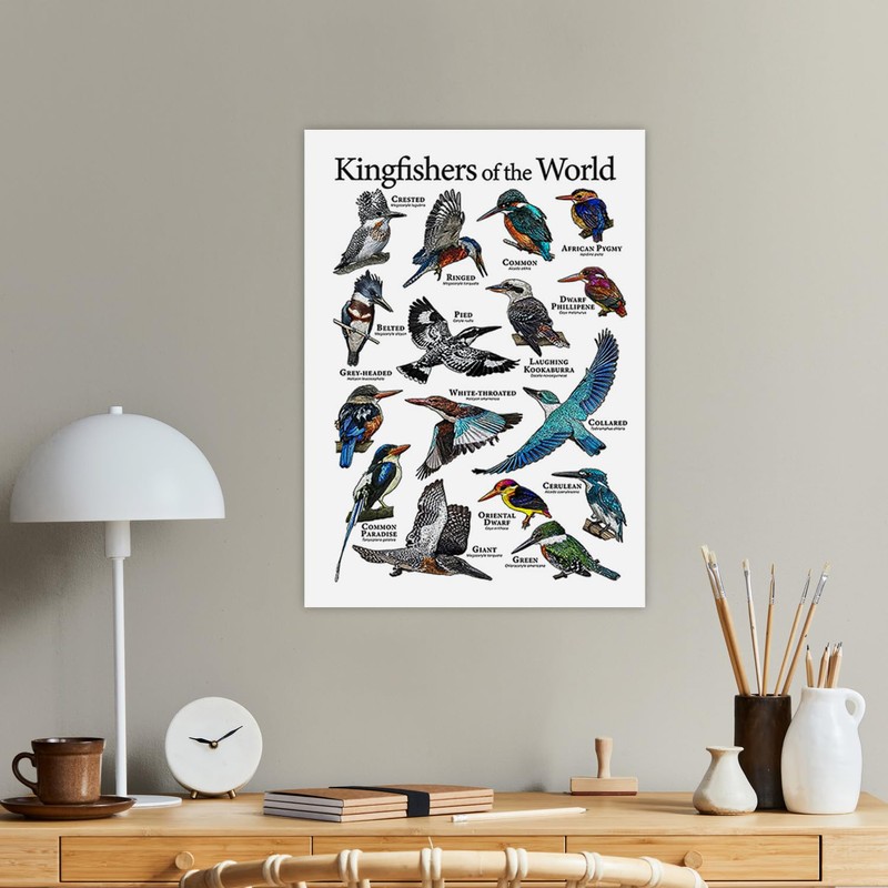 Cipszoely World Kingfisher A3 Identification Reference Educational Wall Poster, Perfect