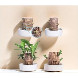 Brazilian Wood Plant Brazilian Lucky Wood Plant Indoor Office Desktop Planter