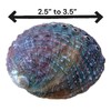 NESSASTORES 20 Abalone Shells 2.5-3.5 Inches | Natural Abalone Shell