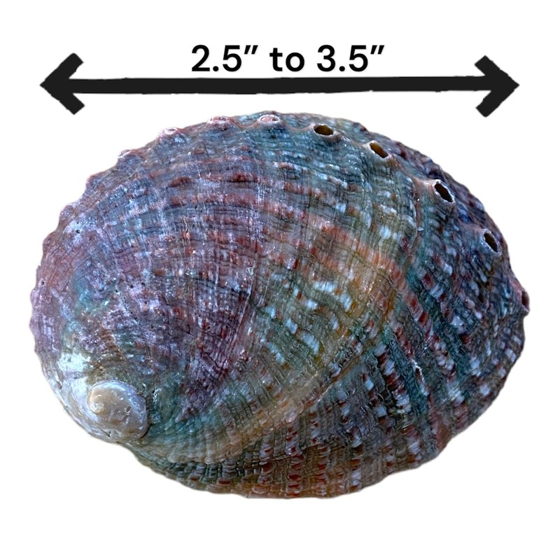 NESSASTORES 20 Abalone Shells 2.5-3.5 Inches | Natural Abalone Shell