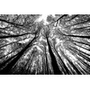 Bgraamiens Puzzle-Forest in Black and White-1000 Pieces Creative Black and