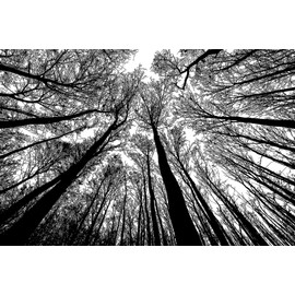 Bgraamiens Puzzle-Forest in Black and White-1000 Pieces Creative Black and White Nature Scenery Hard Puzzle Blue Board Jigsaw Puzzle