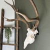 Sturdy European Mount Skull Hanger. Low Profile. USA Based Company.