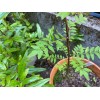 Tree Sansho (Japanese Pepper Tree /Zanthoxylum piperitum ) 6 Fresh