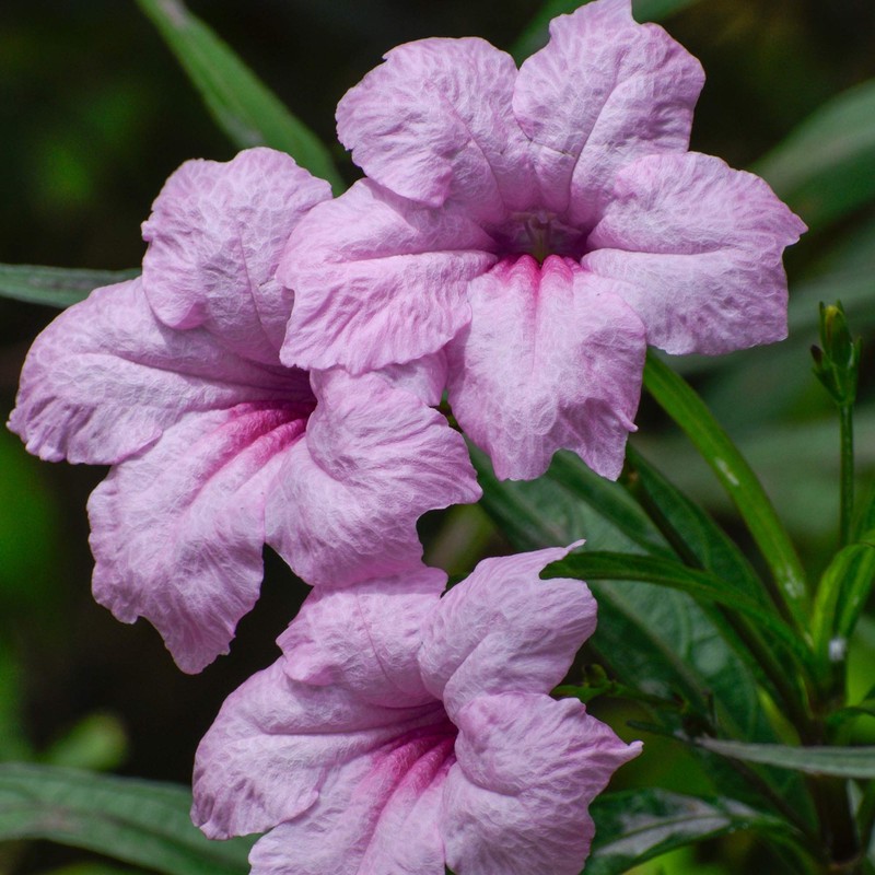 Outsidepride Pink Mexican Petunia - 30 Seeds