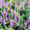 1000+ Seed Hairy Vetch Cover Crop Organic Seed for Planting-Plant