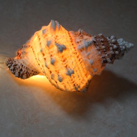 iao.v.p Natural Seashell with String Light, L Frog Conch Seashell, Home/Tabletop Decoration, Beach/Marine Theme Decoration with USB String Light, 8 Flashing Modes, 5V, 0.4W (1pcs L Frog Conch)