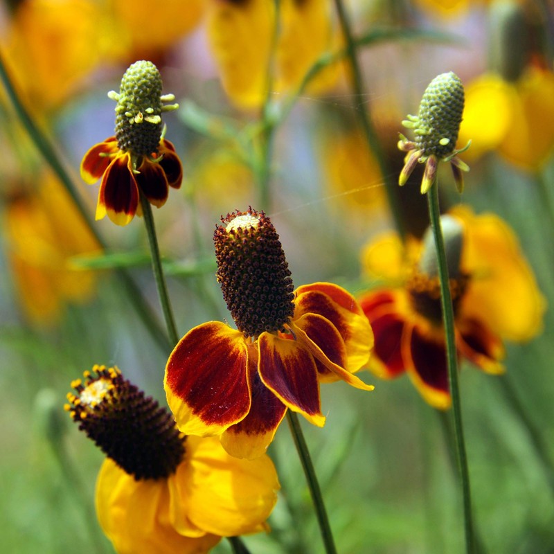 Outsidepride Ratibida Mexican Hat - 5000 Seeds