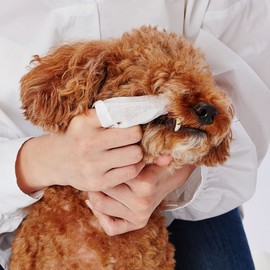 Petio 2 Pack for Dogs and Cats, Toothpaste, 30 Dental Tissue Wipes