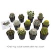 Altman Plants Assorted Cactus Collection 2.5" 12 pack