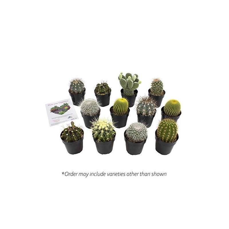 Altman Plants Assorted Cactus Collection 2.5" 12 pack