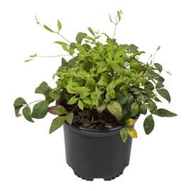 Nandina Domestica Heavenly Bamboo Plant Live, Nandina Plant Outdoor Plants Live Flowering Shrubs, Indoor Plants Live Houseplants, Live Plants Outdoor Garden Edging Colorful Shrubs by Plants for Pets