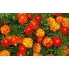 500 French Marigold Sparky Mix Flower Seeds Tagetes Patula -