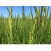 Brown Vialone Nano Integrale Rice - Riseria Gazzani - Veneto,