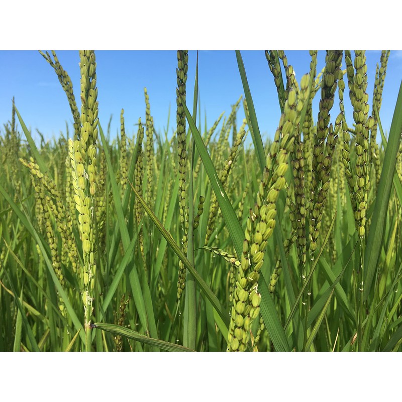 Brown Vialone Nano Integrale Rice - Riseria Gazzani - Veneto,