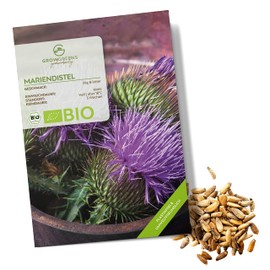 BIO Mariendistel Samen - Heilkräuter Saatgut aus biologischem Anbau ideal für den heimischen Kräutergarten, Balkon & Garten (50 Korn)