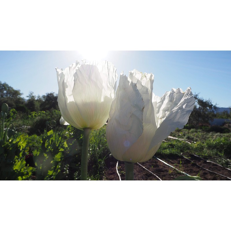 Peshawar Poppy Seeds (~350): Certified Organic, Non-GMO, Heirloom, Open Pollinated