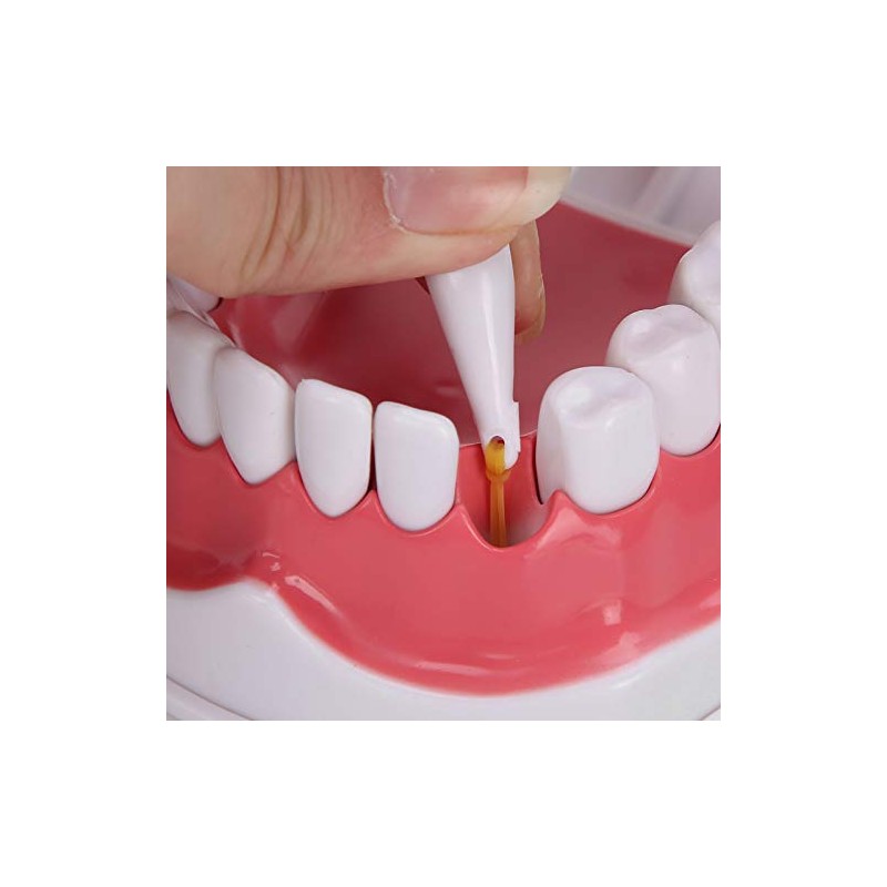 Modelo de Dientes de Enseñanza Modelo de Dientes Estándar con