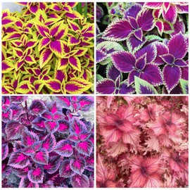 150+ Mix Rainbow Coleus Seeds for Planting - Beautiful Plant in Your Home Garden - Indoors or Outdoors - Attractive and Colorful Coleus Seeds