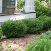 Green Promise Farms BUXUS Micro. `Sprinter` (Boxwood) Evergreen, 3 Size