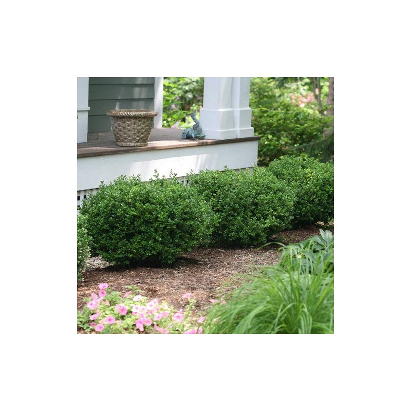 Green Promise Farms BUXUS Micro. `Sprinter` (Boxwood) Evergreen, 3 Size