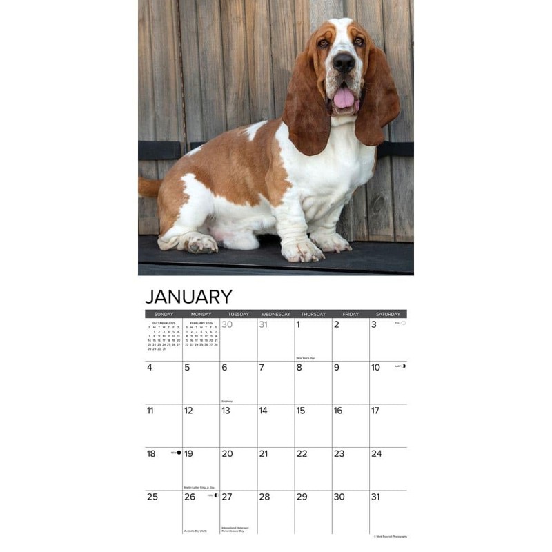 Willow Creek Press, Just Basset Hounds 2026 Wall Calendar, 12''