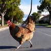 Chicken Harness and Leash Set，Black M