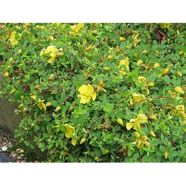 Creeping St Johns Wort/Aaron's Beard/Hypericum Calyinum in 4 Inch Pots (2)