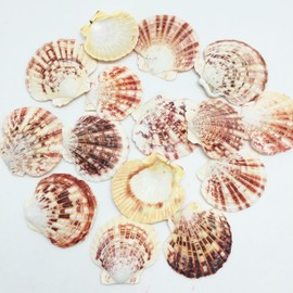 PEPPERLONELY 30 PC Pecten Scallop Sea Shells, 1-1/4 Inch ~ 2-1/2 Inch