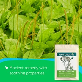 Plantain Leaf Organic (4 oz.) – Broadleaf Plantain Tea Loose Leaf (Plantago Major) – Llanten Planta Medicinal - Herbal Tea for Digestion, Respiratory Health & Detox